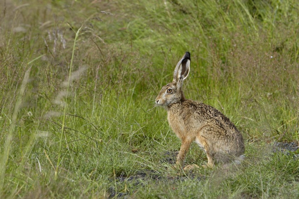 A hare sitting in a meadow