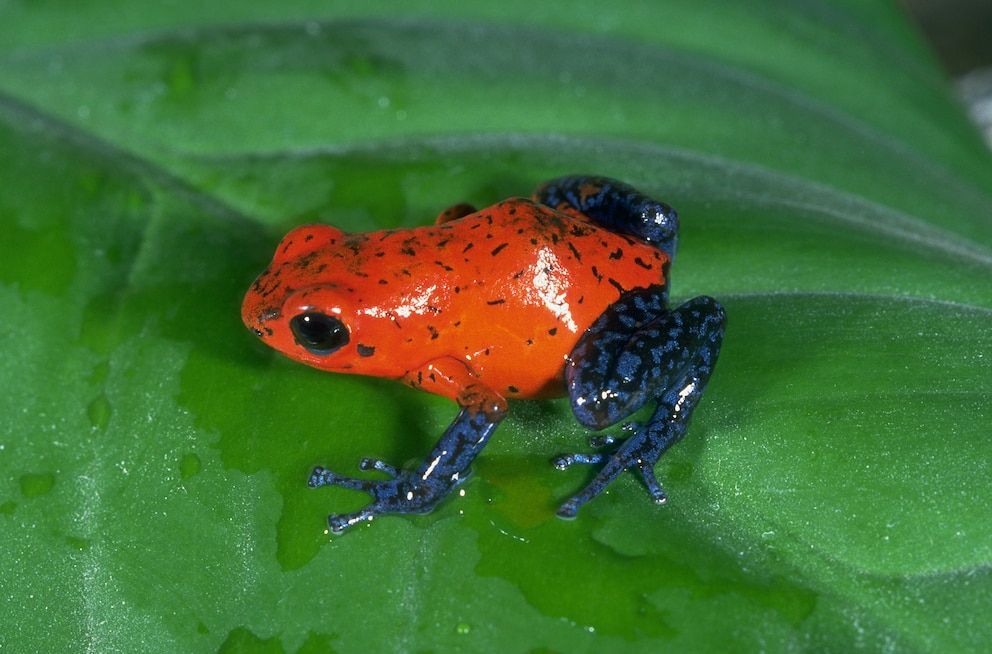 Ein Pfeilgiftfrosch mit rotem Körper und blauen Beinen sitzt auf einem Blatt