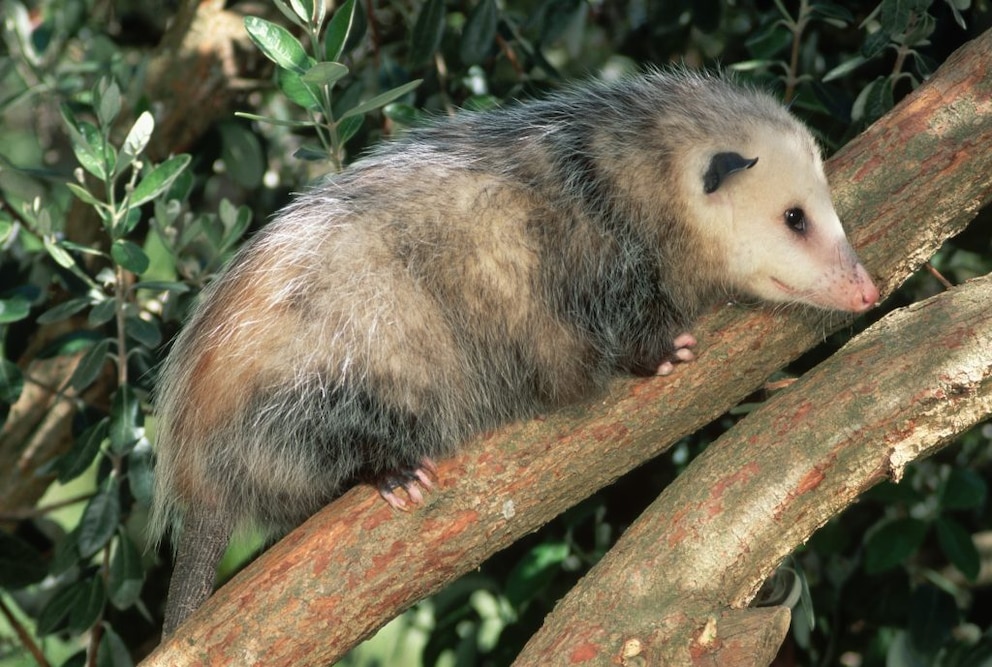 An opossum perched on a branch