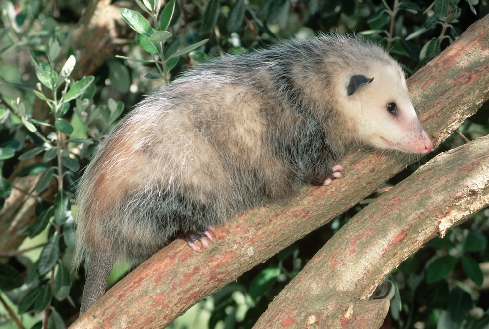 Ein Opossum hockt auf einem Ast