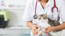 Katzenversicherungen greifen bspw. im Krankheitsfall