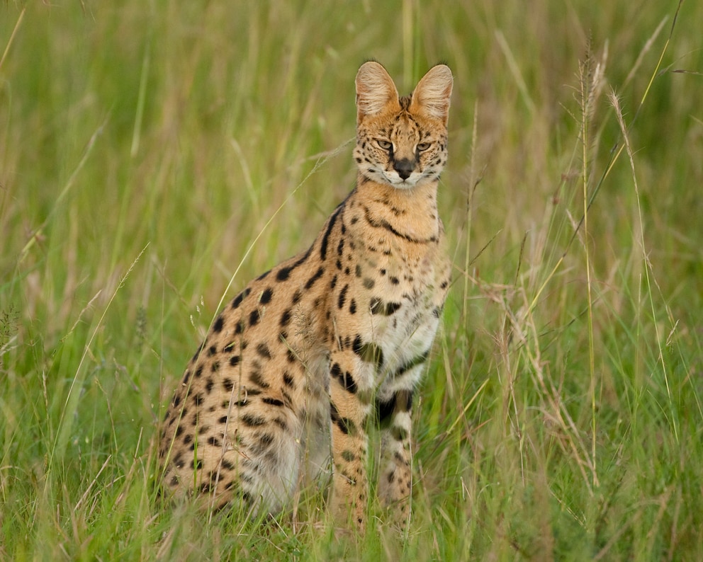 Unbekannte Raubkatzen: Ein Serval steht hochaufgerichtet in hohem Gras