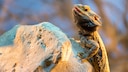 Bartagame auf einem Stein