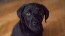 Ein Labrador schaut mit traurigen Augen nach oben