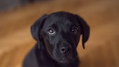 Ein Labrador schaut mit traurigen Augen nach oben