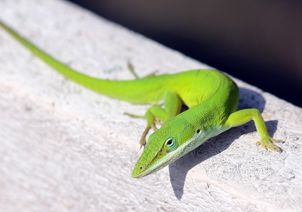 Ein grüner Anolis sitzt auf einer Mauer