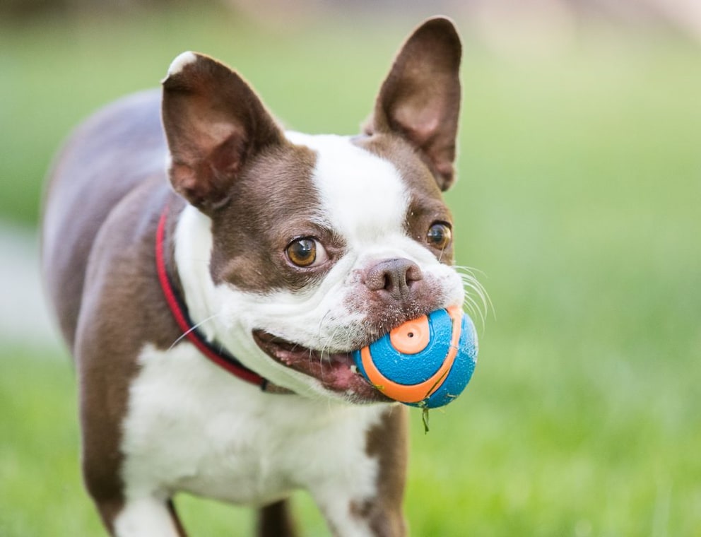 Stiftung Warentest findet krebserregende Stoffe in Hundespielzeug