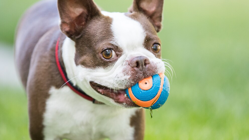 Stiftung Warentest Hundespielzeug: Hund mit Plastikball
