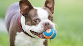 Stiftung Warentest Hundespielzeug: Hund mit Plastikball