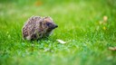 Ein kleiner Igel sitzt im Gras