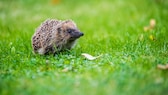 Ein kleiner Igel sitzt im Gras