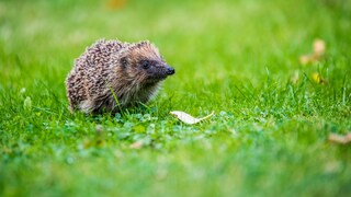 Ein kleiner Igel sitzt im Gras