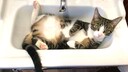 Katze im Waschbecken: Lustigstes Haustier-Video