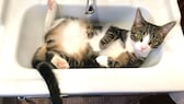 Katze im Waschbecken: Lustigstes Haustier-Video