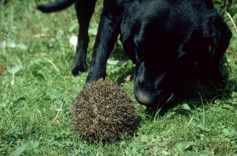 Ein Hund schnuppert an einem zusammengerollten Igel