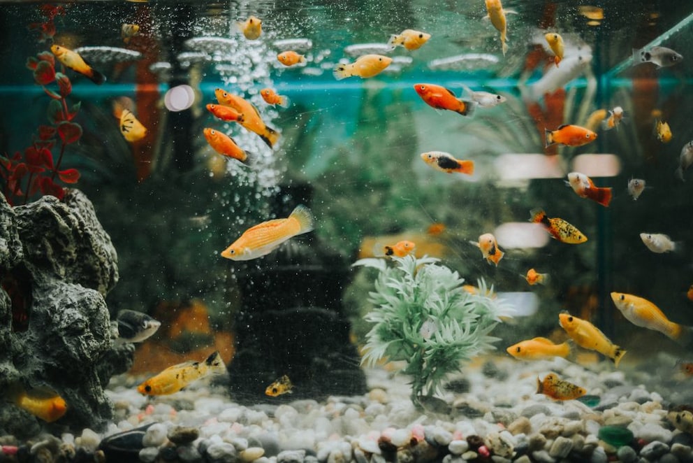 Fish swim through a freshwater aquarium