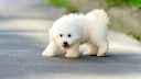Bichon Frisé