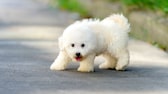 Bichon Frisé