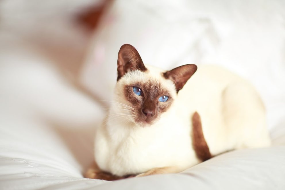 Ein Siamkatze liegt entspannt auf einem Bett