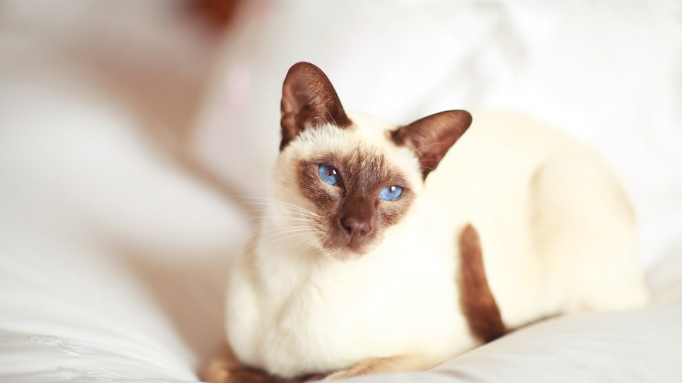 Eine Siamkatze liegt entspannt auf einem Bett