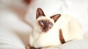 Eine Siamkatze liegt entspannt auf einem Bett