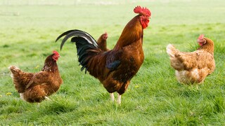 Ein Hahn und zwei Hühner stehen auf einer Wiese