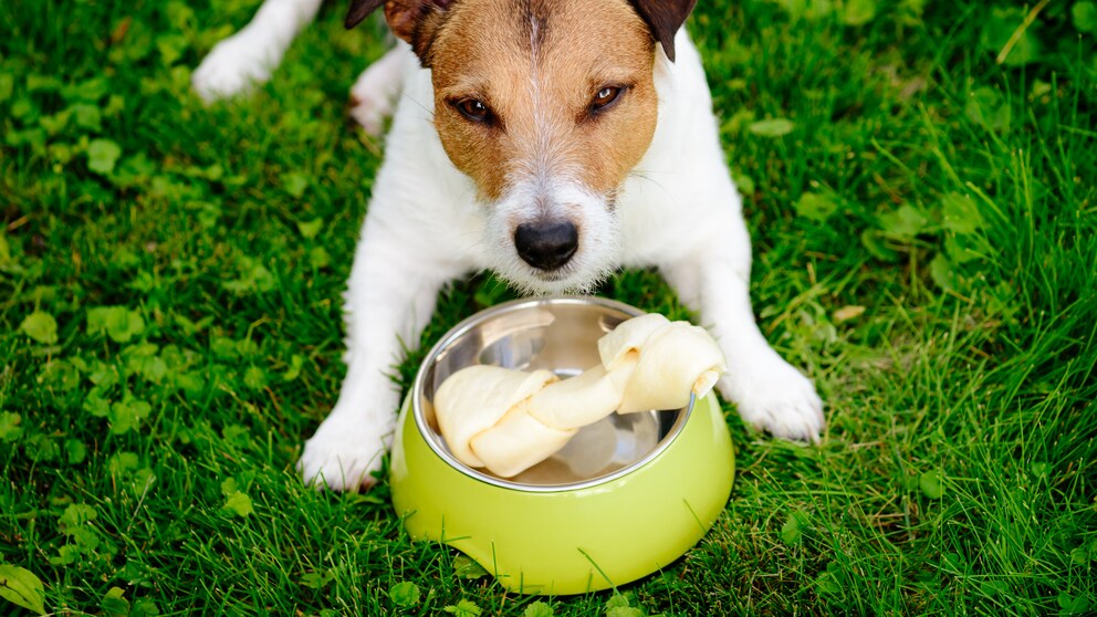 Futteraggression: Jack Russell Terrier mit Knochen
