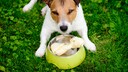 Futteraggression: Jack Russell Terrier mit Knochen