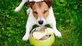 Futteraggression: Jack Russell Terrier mit Knochen