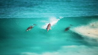 Delfine surfen durch Wellen im klaren Meerwasser