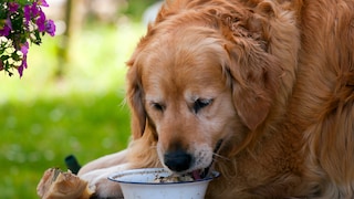 Hund zu dick: Golden Retriever beim Fressen