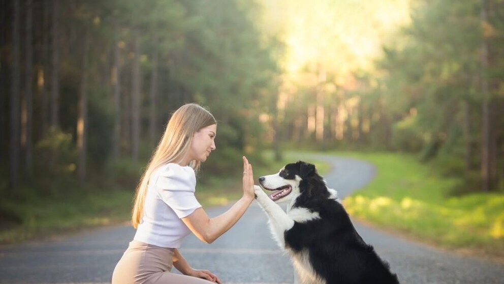 Hund der lesen kann, übt einen Trick