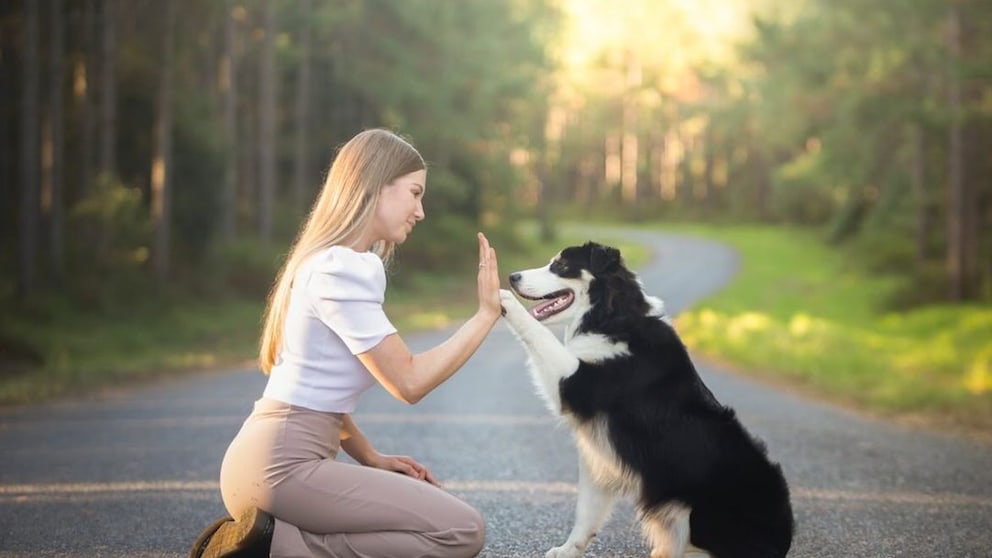 Hund der lesen kann, übt einen Trick