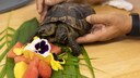 Die zweiköpfige Schildkröte lässt sich Obst und Blumen schmecken