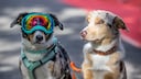 Zwei Hunde auf dem roten Teppich, einer (links) mit Ski-Brille