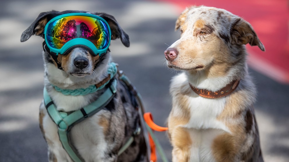 Zwei Hunde auf dem roten Teppich, einer (links) mit Ski-Brille