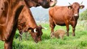 Adoptierter Wildschwein-Frischling frisst mit K&uuml;hen