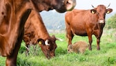 Adoptierter Wildschwein-Frischling frisst mit Kühen