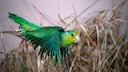 Blaugenick-Sperlingspapagei fliegt