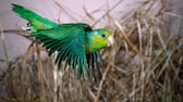 Blaugenick-Sperlingspapagei fliegt