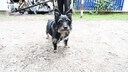 Hund Cypi rettet schlafenden Halter vor tödlichen Flammen
