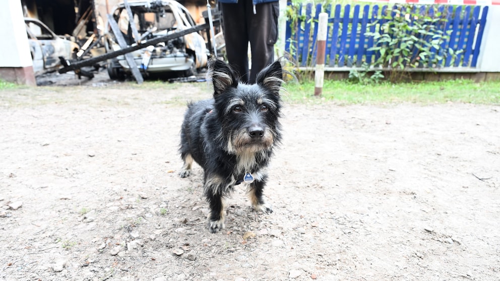 Hund Cypi rettet schlafenden Halter vor tödlichen Flammen