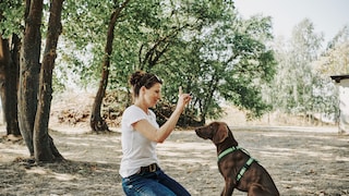 PETBOOK Dog School mit Verena Backhaus: Dem Hund Sitz beibringen