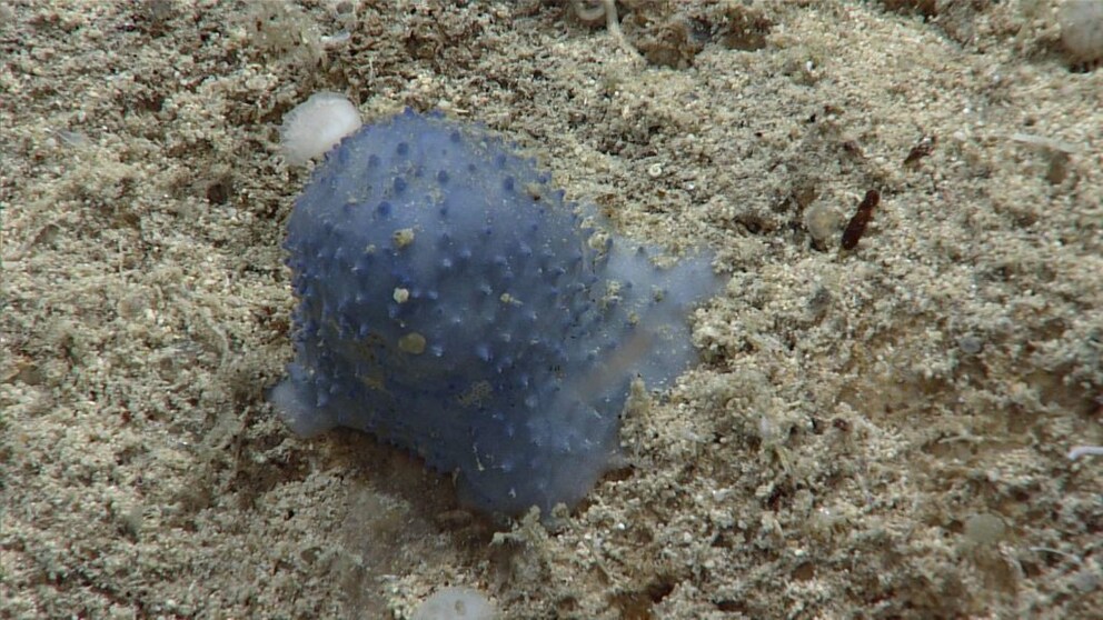 blue slime
