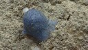 blauer Glibber