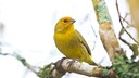 Ein Kanarienvogel sitzt auf einem Ast