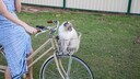 Eine Katze sitzt im Korb auf dem Fahrrad