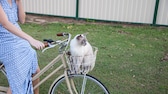 Eine Katze sitzt im Korb auf dem Fahrrad