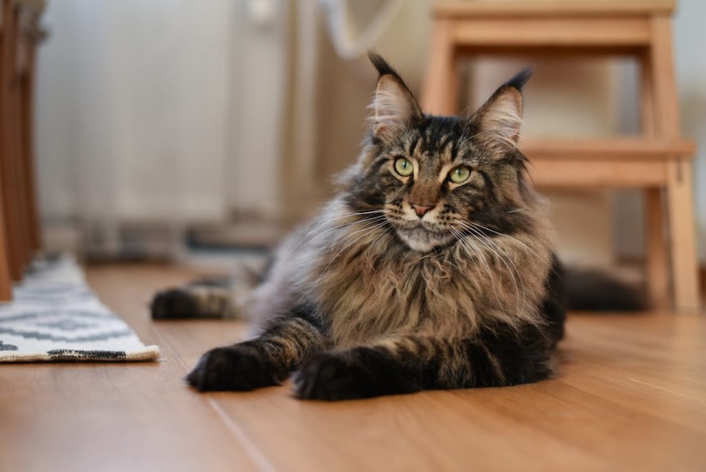 Maine Coon: Katze auf dem Boden