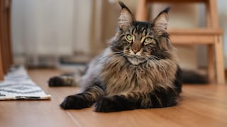 Maine Coon: Katze auf dem Boden